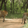 Ranthambor National Park