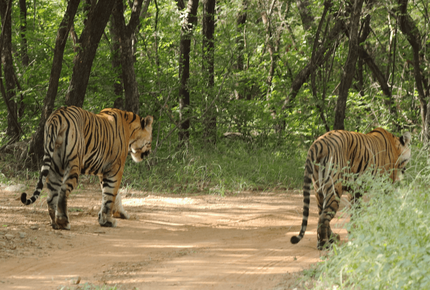 Ranthambor National Park